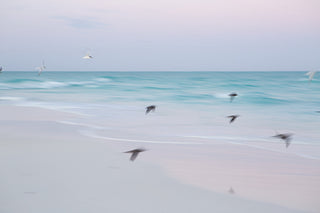 The Flight | The Wild v. 06