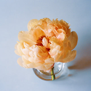 Floral v.01